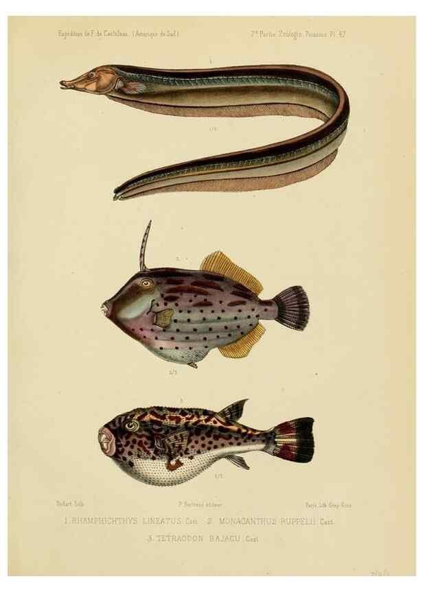 Reproducción/Reproduction 49814298051: Expédition dans les parties centrales de l'Amérique du Sud. Paris :Chez P. Bertrand,1850-1859.. 