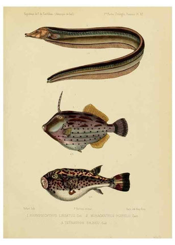 Reproducción/Reproduction 49814298051: Expédition dans les parties centrales de l'Amérique du Sud. Paris :Chez P. Bertrand,1850-1859.. 