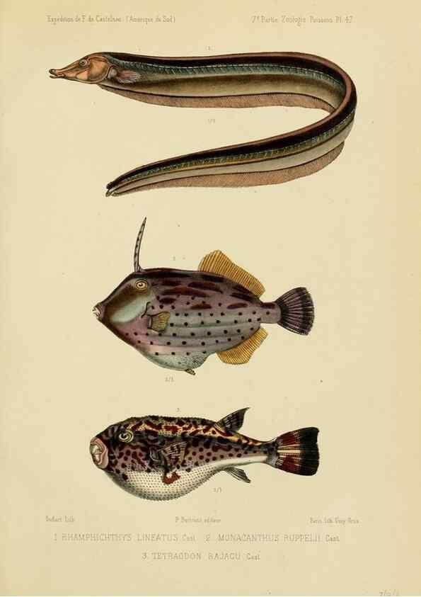 Reproducción/Reproduction 49814298051: Expédition dans les parties centrales de l'Amérique du Sud. Paris :Chez P. Bertrand,1850-1859.. 