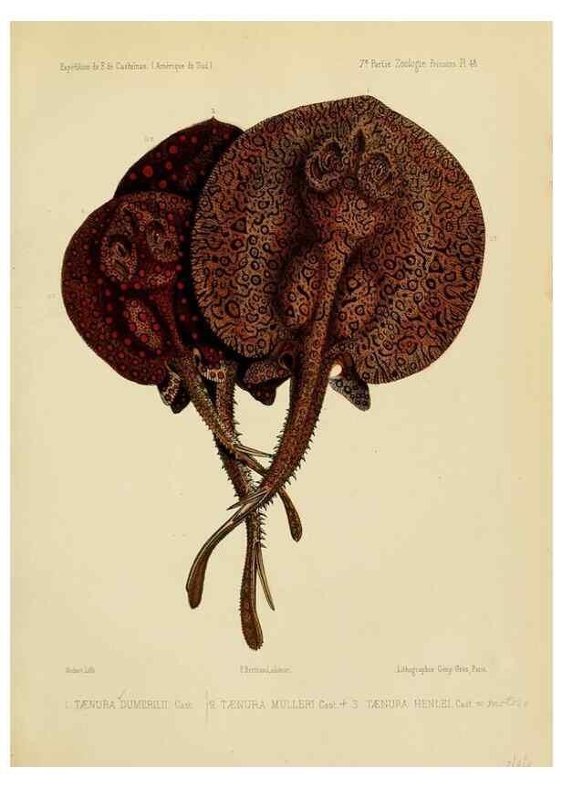 Reproducción/Reproduction 49813761343: Expédition dans les parties centrales de l'Amérique du Sud. Paris :Chez P. Bertrand,1850-1859.. 