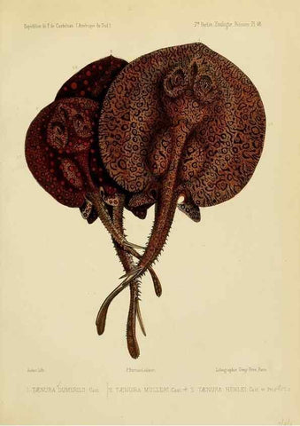 Reproducción/Reproduction 49813761343: Expédition dans les parties centrales de l'Amérique du Sud. Paris :Chez P. Bertrand,1850-1859.. 