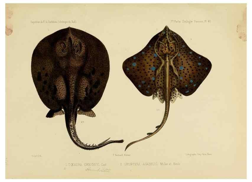 Reproducción/Reproduction 49814607677: Expédition dans les parties centrales de l'Amérique du Sud. Paris :Chez P. Bertrand,1850-1859.. 