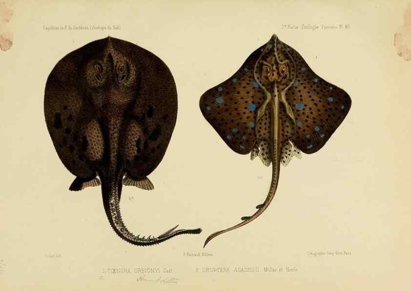 Reproducción/Reproduction 49814607677: Expédition dans les parties centrales de l'Amérique du Sud. Paris :Chez P. Bertrand,1850-1859.. 