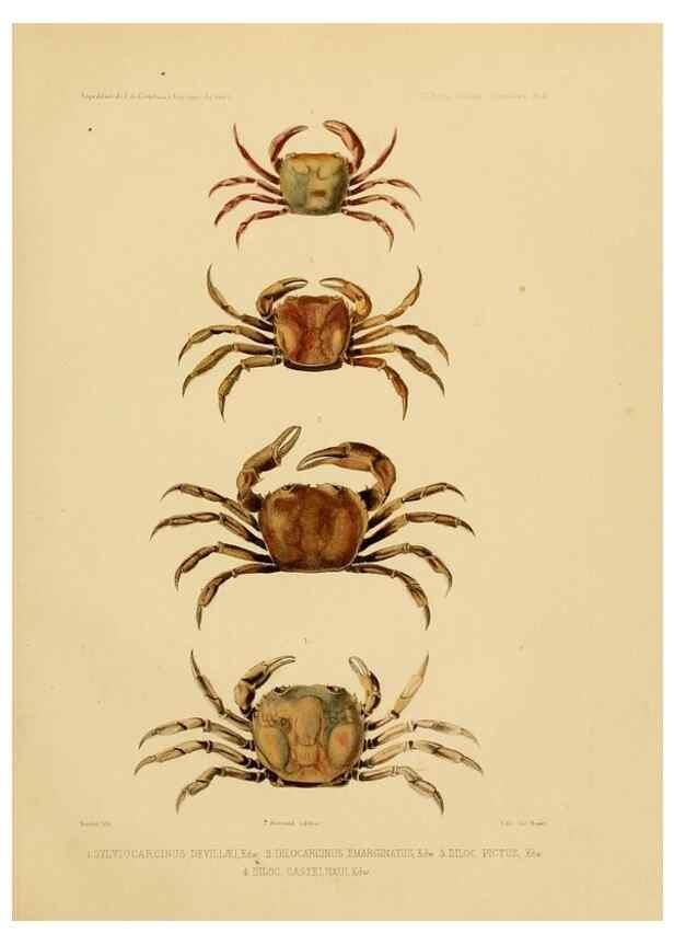 Reproducción/Reproduction 49814368846: Expédition dans les parties centrales de l'Amérique du Sud. Paris :Chez P. Bertrand,1850-1859.. 
