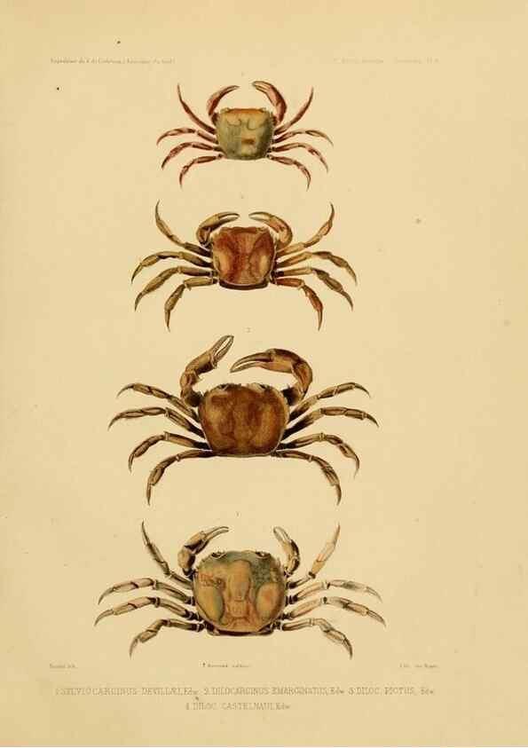 Reproducción/Reproduction 49814368846: Expédition dans les parties centrales de l'Amérique du Sud. Paris :Chez P. Bertrand,1850-1859.. 