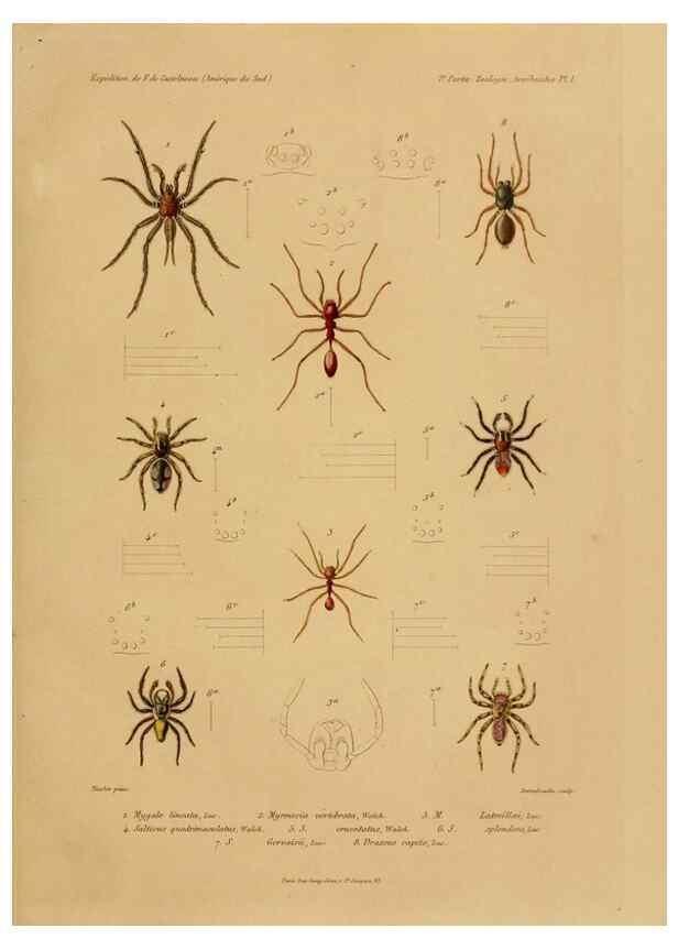 Reproducción/Reproduction 49813832943: Expédition dans les parties centrales de l'Amérique du Sud. Paris :Chez P. Bertrand,1850-1859.. 