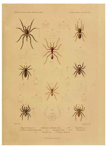 Reproducción/Reproduction 49813832943: Expédition dans les parties centrales de l'Amérique du Sud. Paris :Chez P. Bertrand,1850-1859.. 