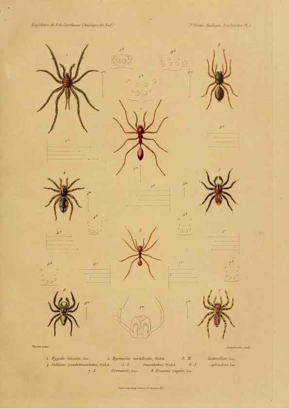 Reproducción/Reproduction 49813832943: Expédition dans les parties centrales de l'Amérique du Sud. Paris :Chez P. Bertrand,1850-1859.. 