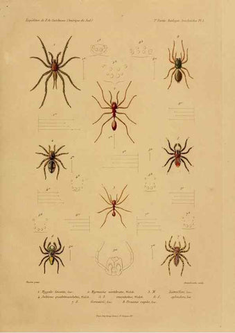 Reproducción/Reproduction 49813832943: Expédition dans les parties centrales de l'Amérique du Sud. Paris :Chez P. Bertrand,1850-1859.. 