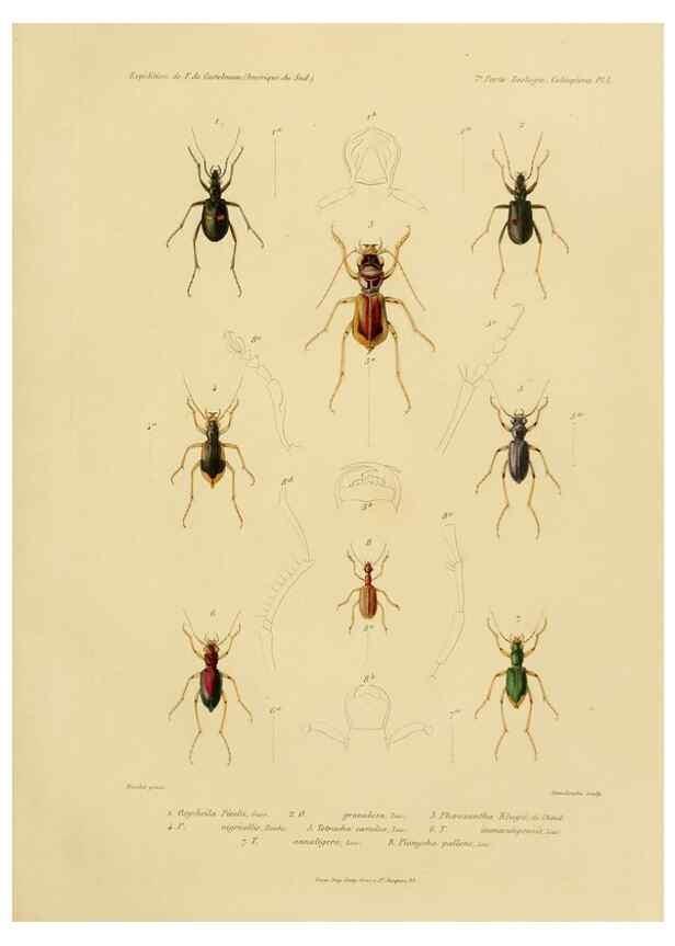 Reproducción/Reproduction 49813833153: Expédition dans les parties centrales de l'Amérique du Sud. Paris :Chez P. Bertrand,1850-1859.. 
