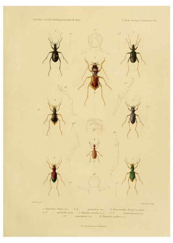 Reproducción/Reproduction 49813833153: Expédition dans les parties centrales de l'Amérique du Sud. Paris :Chez P. Bertrand,1850-1859.. 
