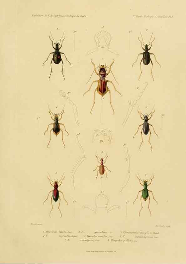 Reproducción/Reproduction 49813833153: Expédition dans les parties centrales de l'Amérique du Sud. Paris :Chez P. Bertrand,1850-1859.. 