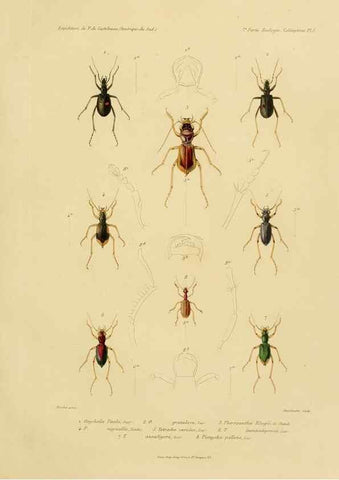 Reproducción/Reproduction 49813833153: Expédition dans les parties centrales de l'Amérique du Sud. Paris :Chez P. Bertrand,1850-1859.. 