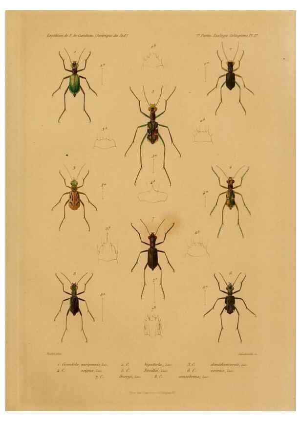 Reproducción/Reproduction 49814679372: Expédition dans les parties centrales de l'Amérique du Sud. Paris :Chez P. Bertrand,1850-1859.. 