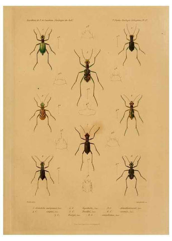 Reproducción/Reproduction 49814679372: Expédition dans les parties centrales de l'Amérique du Sud. Paris :Chez P. Bertrand,1850-1859.. 