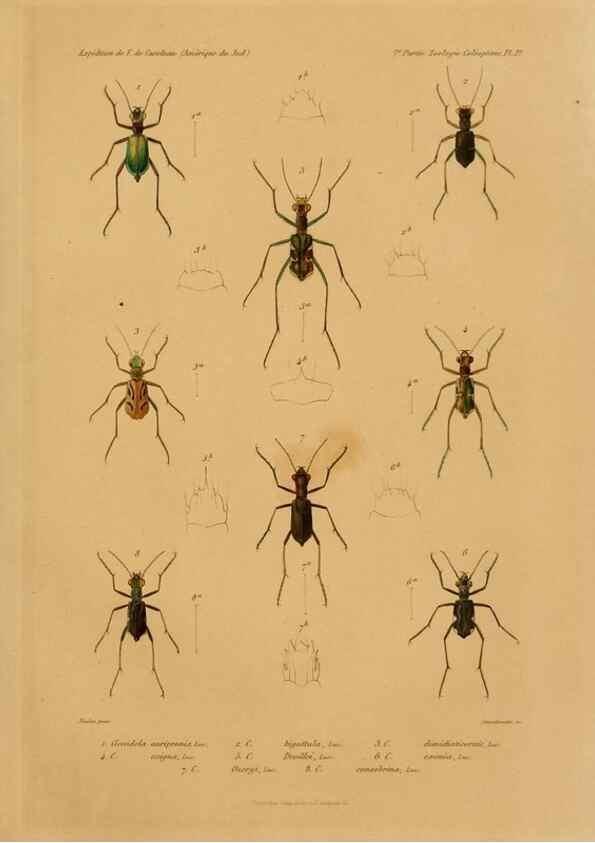 Reproducción/Reproduction 49814679372: Expédition dans les parties centrales de l'Amérique du Sud. Paris :Chez P. Bertrand,1850-1859.. 
