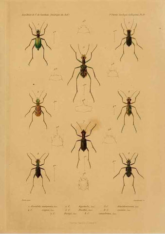 Reproducción/Reproduction 49814679372: Expédition dans les parties centrales de l'Amérique du Sud. Paris :Chez P. Bertrand,1850-1859.. 