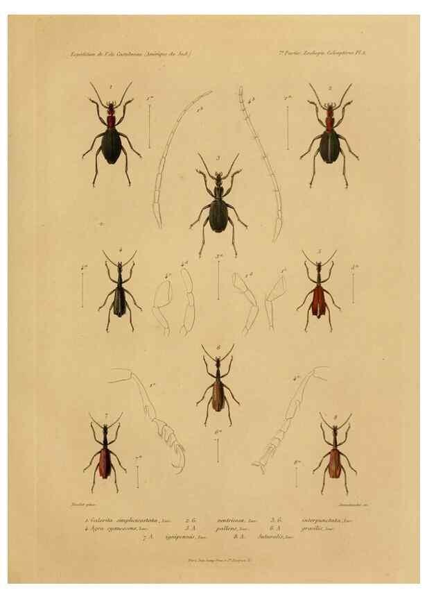 Reproducción/Reproduction 49813833783: Expédition dans les parties centrales de l'Amérique du Sud. Paris :Chez P. Bertrand,1850-1859.. 