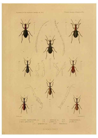 Reproducción/Reproduction 49813833783: Expédition dans les parties centrales de l'Amérique du Sud. Paris :Chez P. Bertrand,1850-1859.. 