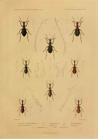 Reproducción/Reproduction 49813833783: Expédition dans les parties centrales de l'Amérique du Sud. Paris :Chez P. Bertrand,1850-1859.. 