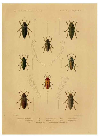 Reproducción/Reproduction 49814680007: Expédition dans les parties centrales de l'Amérique du Sud. Paris :Chez P. Bertrand,1850-1859.. 