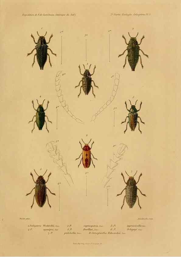 Reproducción/Reproduction 49814680007: Expédition dans les parties centrales de l'Amérique du Sud. Paris :Chez P. Bertrand,1850-1859.. 