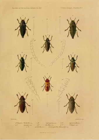 Reproducción/Reproduction 49814680007: Expédition dans les parties centrales de l'Amérique du Sud. Paris :Chez P. Bertrand,1850-1859.. 