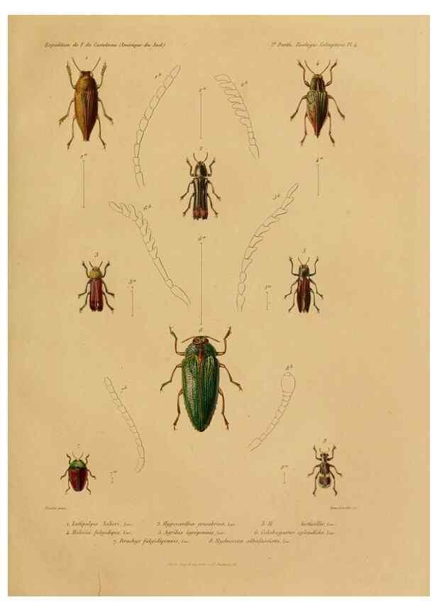 Reproducción/Reproduction 49813834253: Expédition dans les parties centrales de l'Amérique du Sud. Paris :Chez P. Bertrand,1850-1859.. 