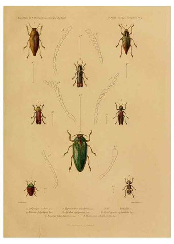 Reproducción/Reproduction 49813834253: Expédition dans les parties centrales de l'Amérique du Sud. Paris :Chez P. Bertrand,1850-1859.. 