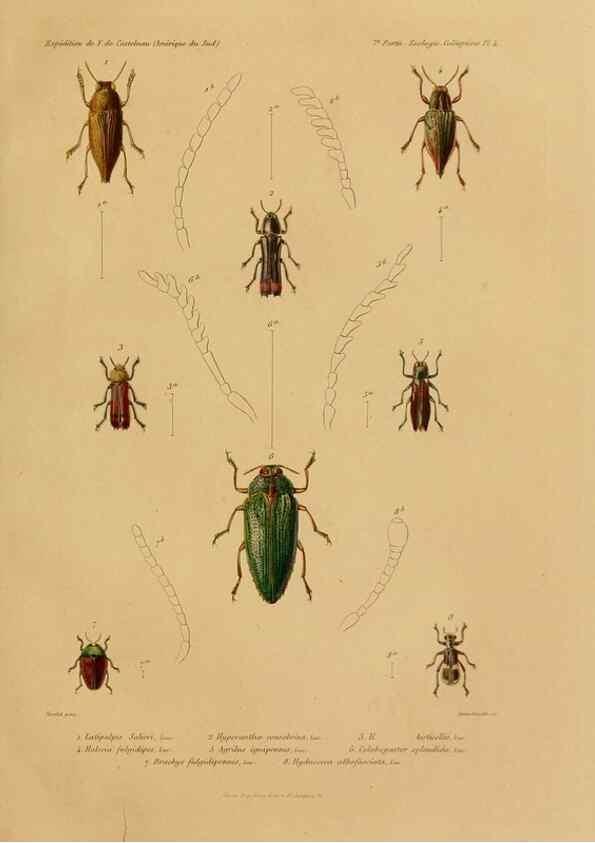 Reproducción/Reproduction 49813834253: Expédition dans les parties centrales de l'Amérique du Sud. Paris :Chez P. Bertrand,1850-1859.. 