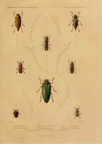 Reproducción/Reproduction 49813834253: Expédition dans les parties centrales de l'Amérique du Sud. Paris :Chez P. Bertrand,1850-1859.. 
