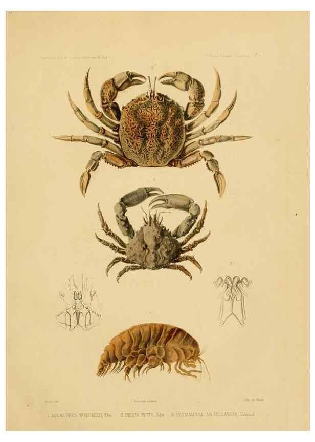 Reproducción/Reproduction 49814368621: Expédition dans les parties centrales de l'Amérique du Sud. Paris :Chez P. Bertrand,1850-1859.. 