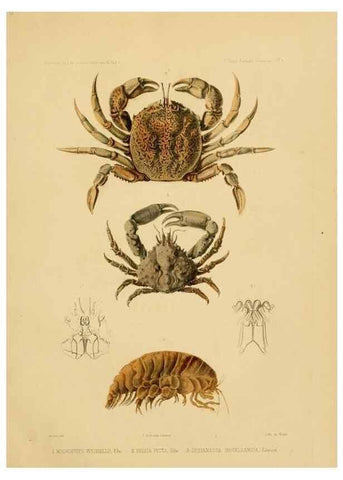 Reproducción/Reproduction 49814368621: Expédition dans les parties centrales de l'Amérique du Sud. Paris :Chez P. Bertrand,1850-1859.. 