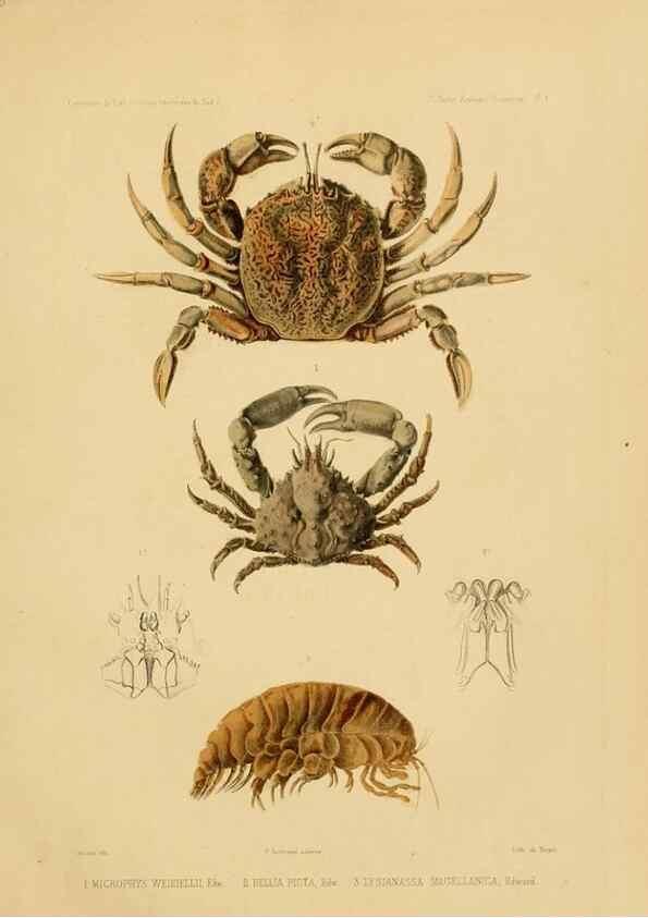Reproducción/Reproduction 49814368621: Expédition dans les parties centrales de l'Amérique du Sud. Paris :Chez P. Bertrand,1850-1859.. 