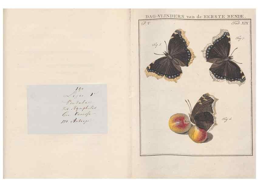 Reproducción/Reproduction 49816474563: Beschouwing der wonderen Gods, in de minstgeachte schepzelen :. Te Amsterdam :by J.C. Sepp,1762-1860.. 