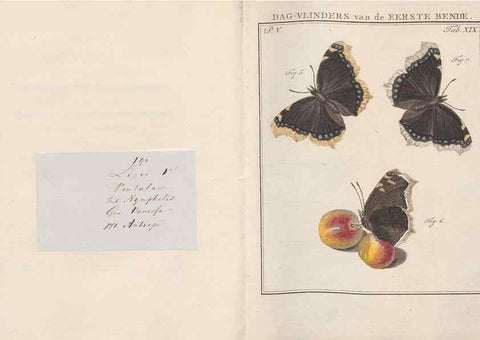 Reproducción/Reproduction 49816474563: Beschouwing der wonderen Gods, in de minstgeachte schepzelen :. Te Amsterdam :by J.C. Sepp,1762-1860.. 