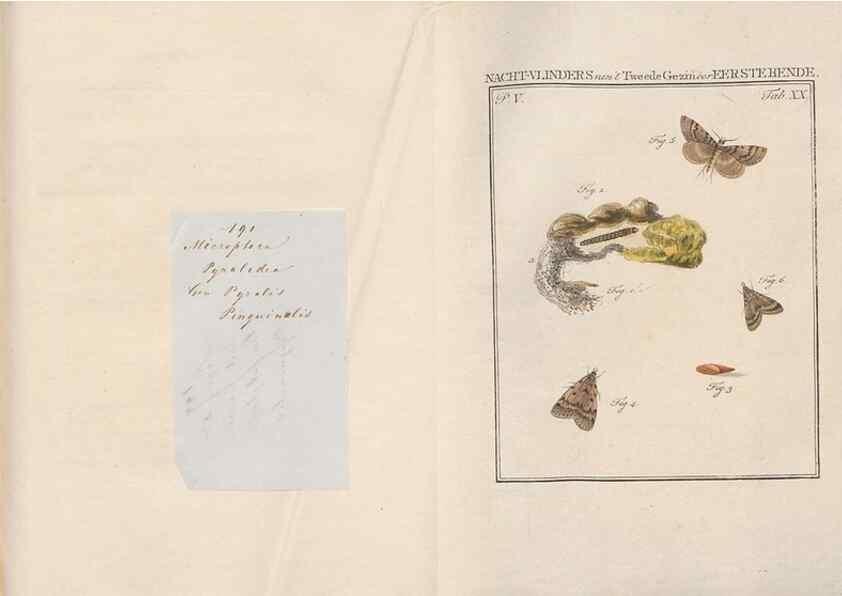 Reproducción/Reproduction 49817008131: Beschouwing der wonderen Gods, in de minstgeachte schepzelen :. Te Amsterdam :by J.C. Sepp,1762-1860.. 