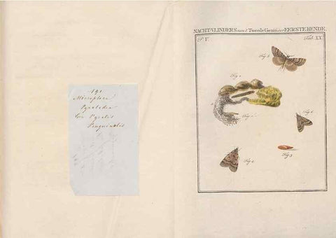 Reproducción/Reproduction 49817008131: Beschouwing der wonderen Gods, in de minstgeachte schepzelen :. Te Amsterdam :by J.C. Sepp,1762-1860.. 