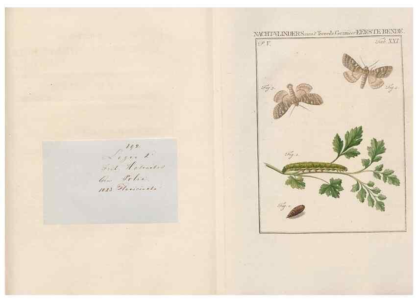 Reproducción/Reproduction 49816474898: Beschouwing der wonderen Gods, in de minstgeachte schepzelen :. Te Amsterdam :by J.C. Sepp,1762-1860.. 