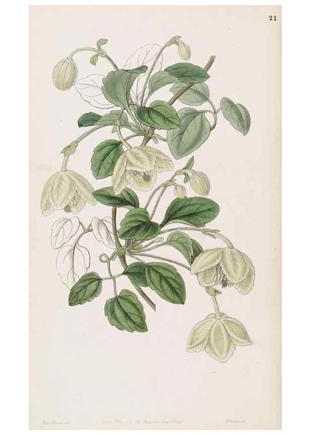 Reproducción/Reproduction 49816921238: Edwards's botanical register.. London :James Ridgway,1829-1847.. 