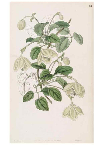 Reproducción/Reproduction 49816921238: Edwards's botanical register.. London :James Ridgway,1829-1847.. 