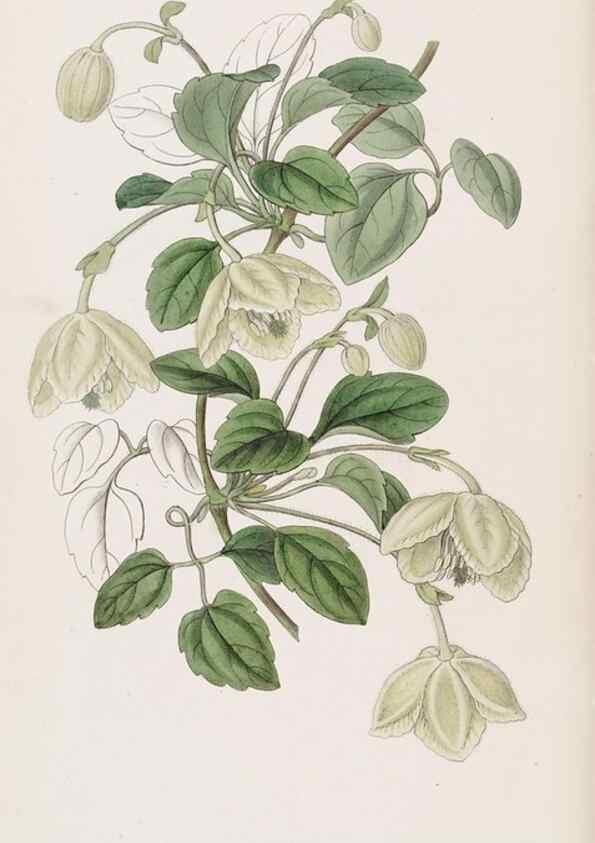 Reproducción/Reproduction 49816921238: Edwards's botanical register.. London :James Ridgway,1829-1847.. 