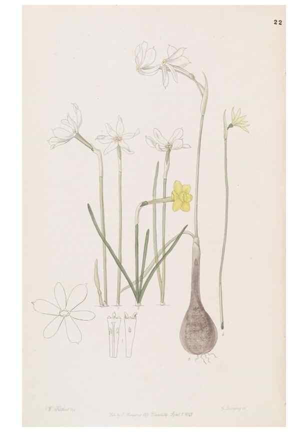 Reproducción/Reproduction 49816921513: Edwards's botanical register.. London :James Ridgway,1829-1847.. 