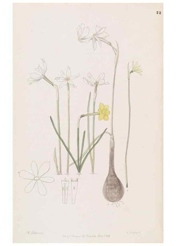 Reproducción/Reproduction 49816921513: Edwards's botanical register.. London :James Ridgway,1829-1847.. 