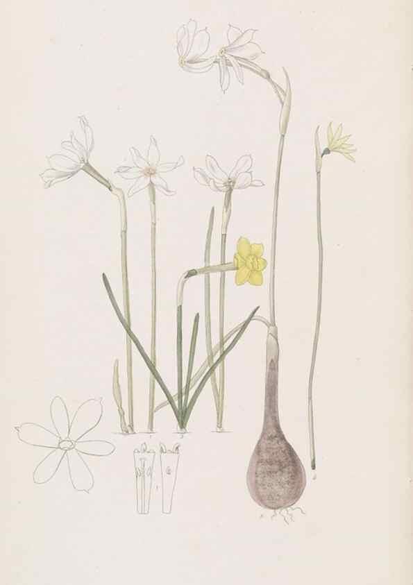 Reproducción/Reproduction 49816921513: Edwards's botanical register.. London :James Ridgway,1829-1847.. 