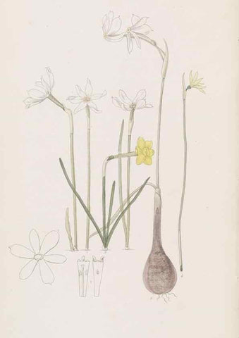 Reproducción/Reproduction 49816921513: Edwards's botanical register.. London :James Ridgway,1829-1847.. 
