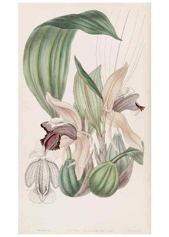 Reproducción/Reproduction 49817456971: Edwards's botanical register.. London :James Ridgway,1829-1847.. 