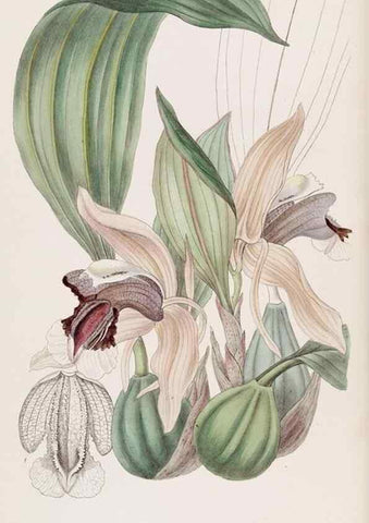 Reproducción/Reproduction 49817456971: Edwards's botanical register.. London :James Ridgway,1829-1847.. 