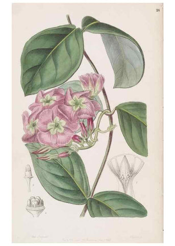 Reproducción/Reproduction 49817763827: Edwards's botanical register.. London :James Ridgway,1829-1847.. 
