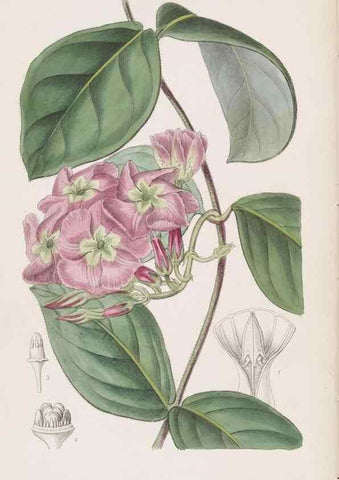 Reproducción/Reproduction 49817763827: Edwards's botanical register.. London :James Ridgway,1829-1847.. 